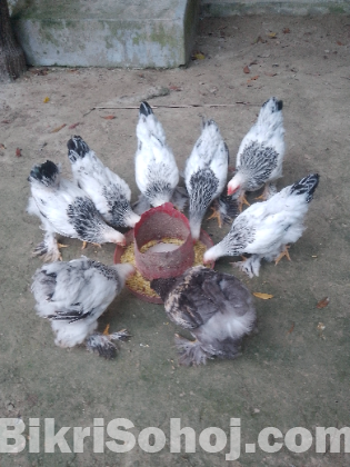 কলম্বিয়ান লাইট ব্রাহামা মোরগ